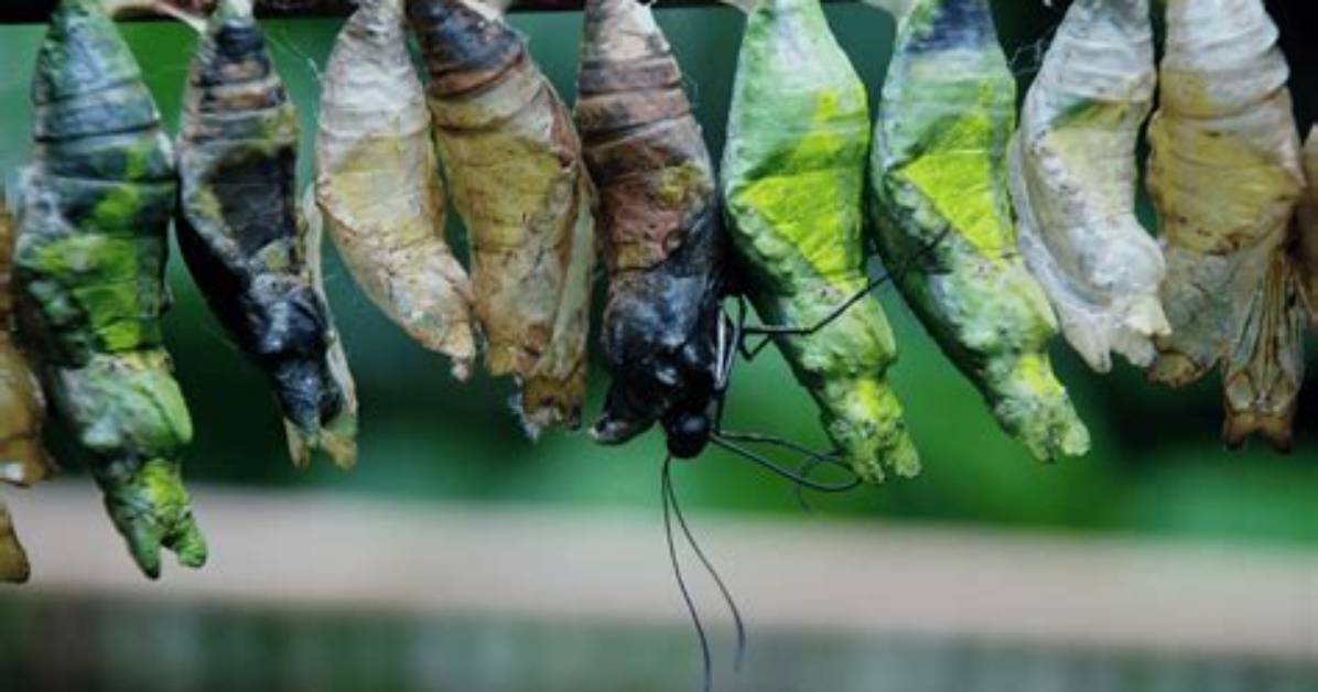 When Do Caterpillars Cocoon?