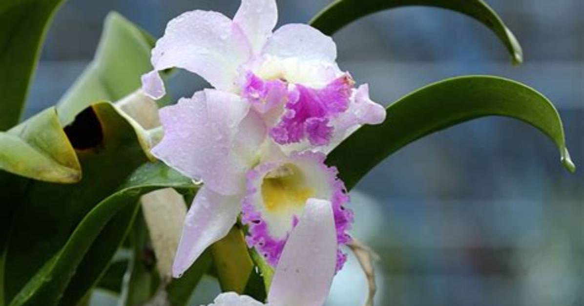 When Do Cattleya Orchids Bloom?