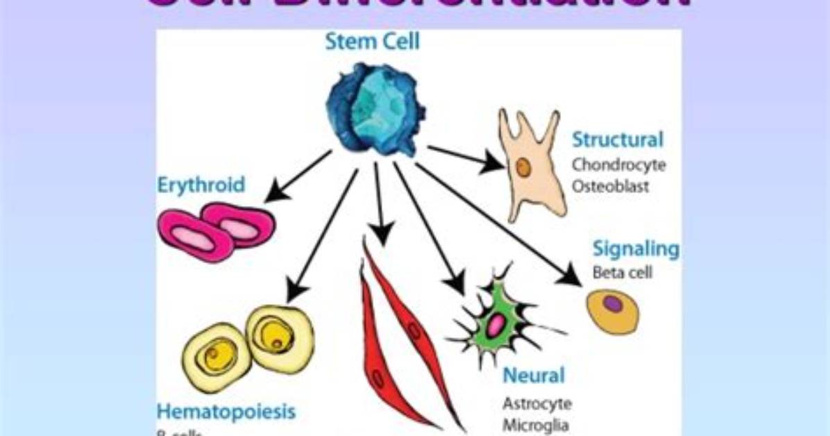 When Do Cells Differentiate?
