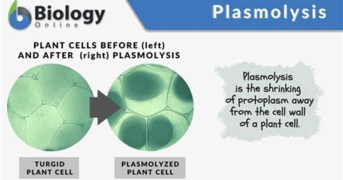 When Do Cells Plasmolyze?