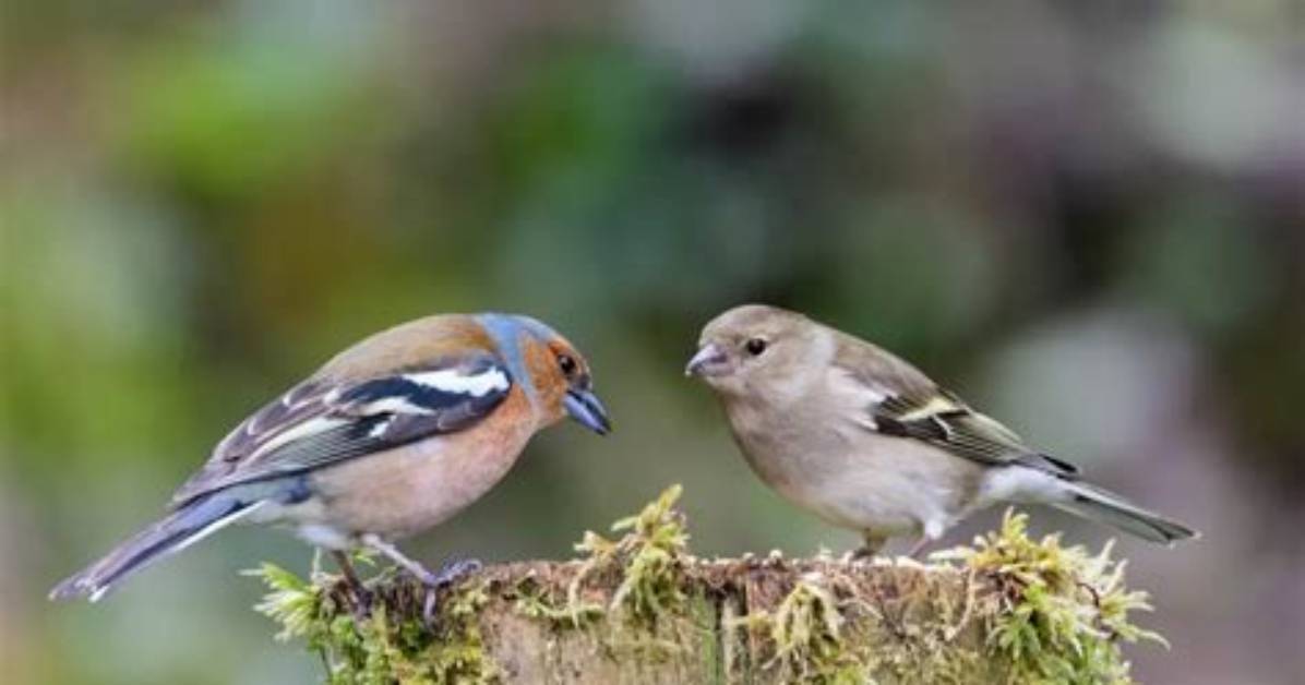 When Do Chaffinches Nest?