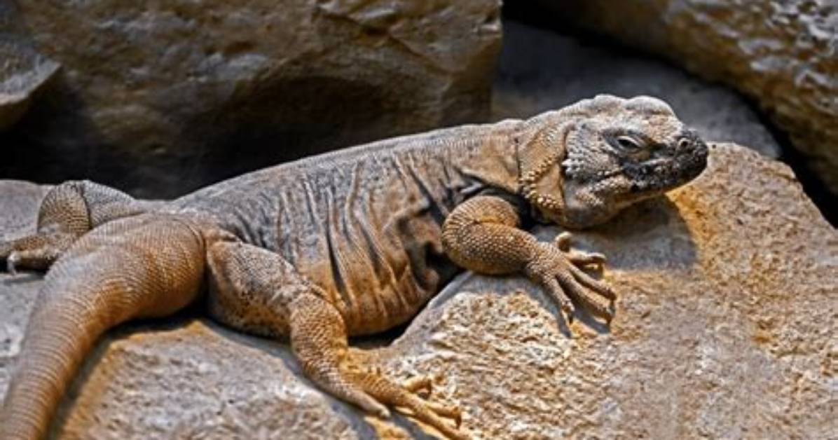 When Do Chuckwallas Breed?