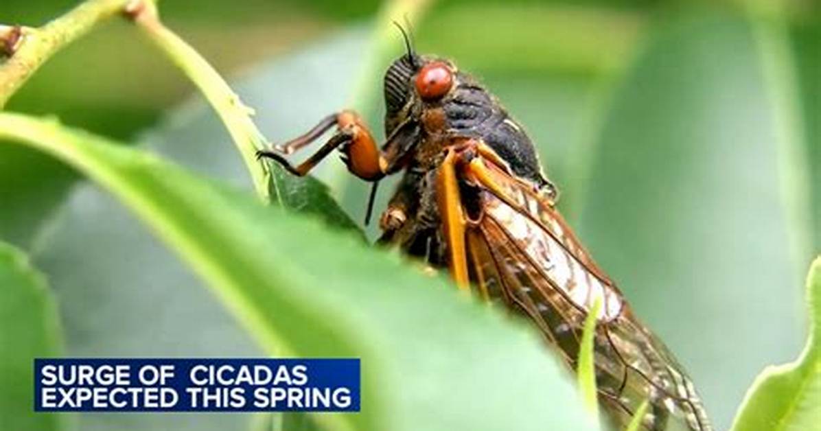 When Do Cicadas Emerge?