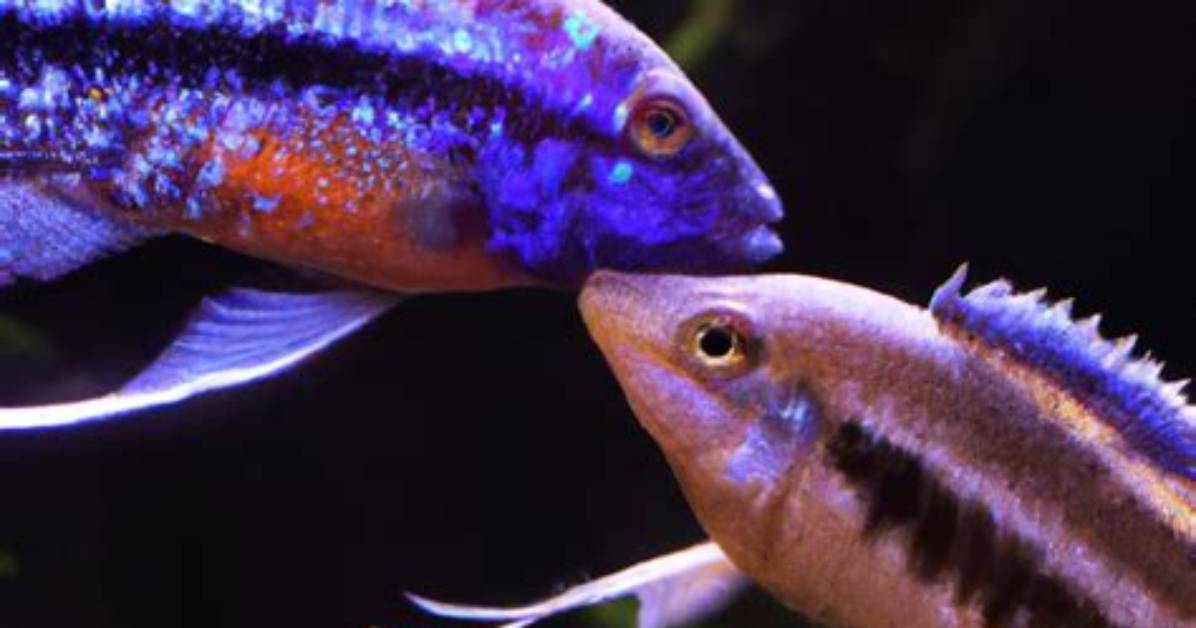 When Do Cichlids Start Breeding?