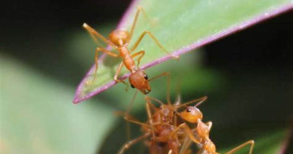 When Do Citronella Ants Swarm?