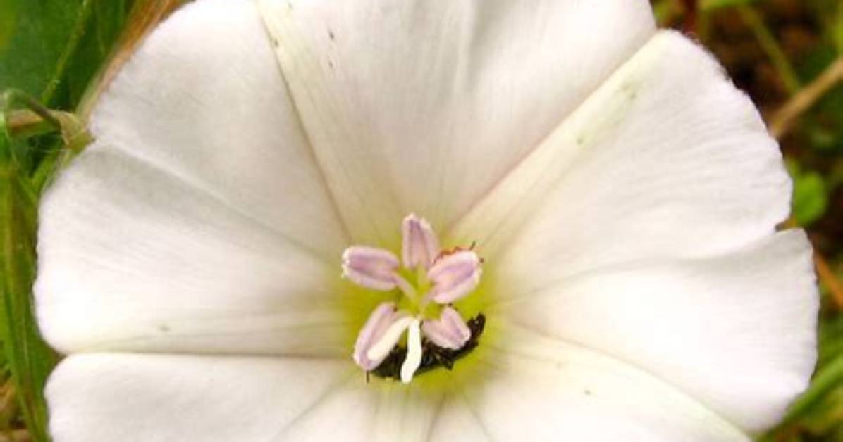 When Do Convolvulus Flower?
