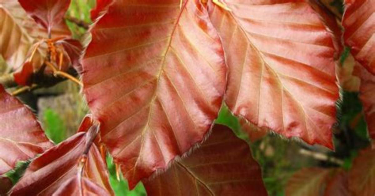 When Do Copper Beech Leaf?
