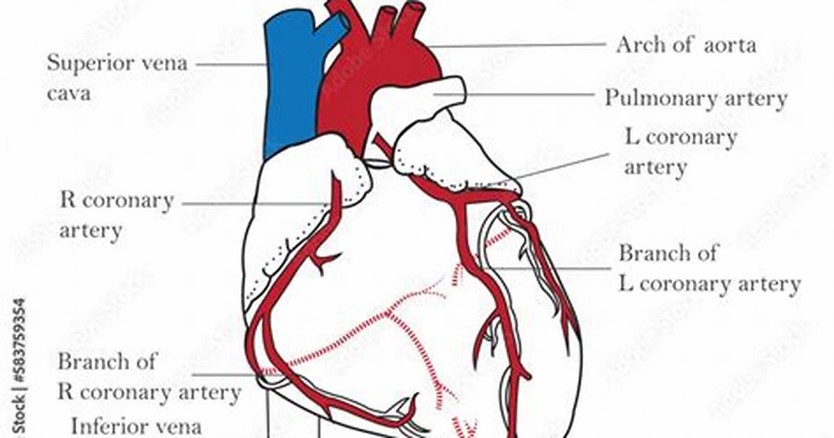 When Do Coronaries Fill?