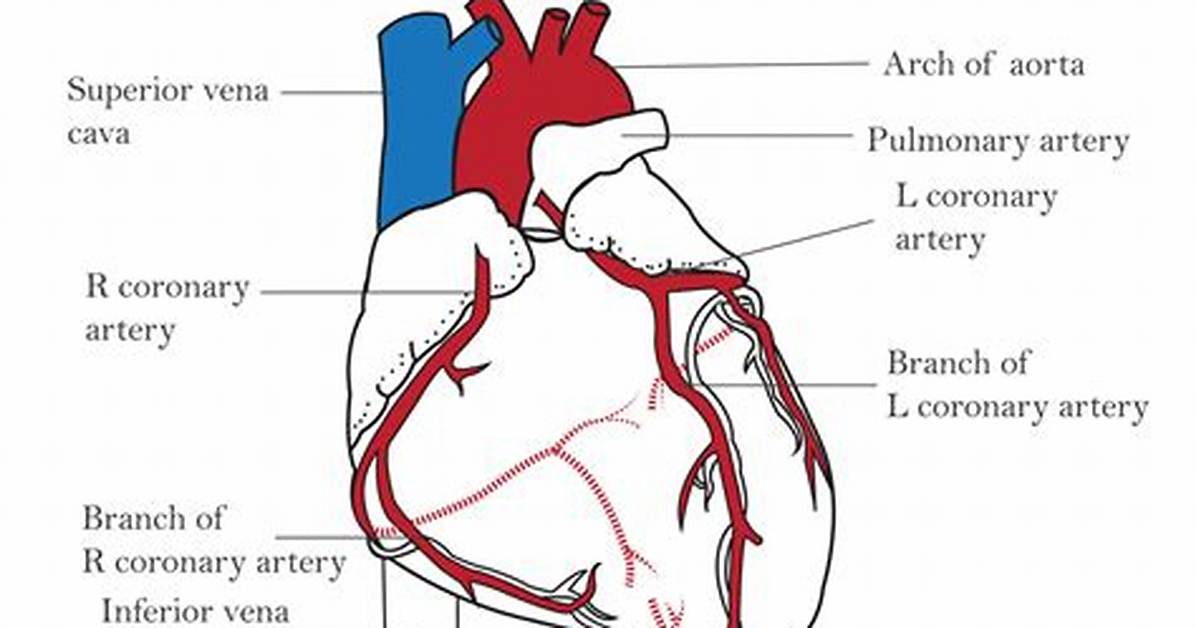 When Do Coronary Arteries Perfuse?