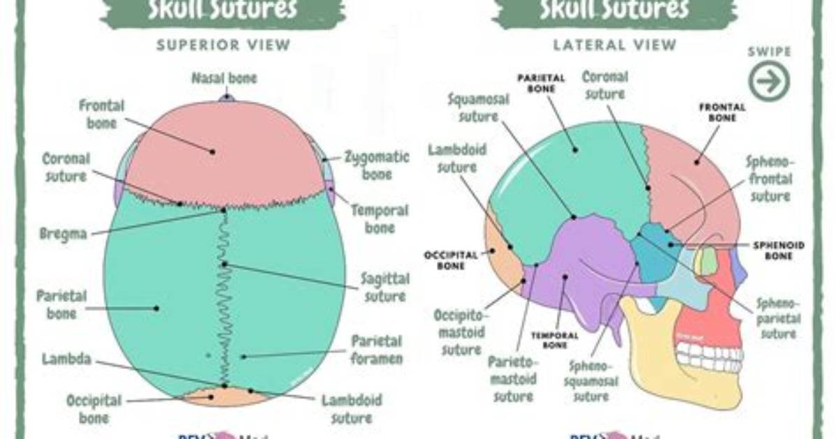 When Do Cranial Sutures Ossify?