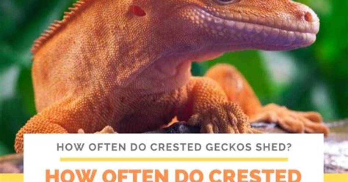 When Do Crested Geckos Shed?