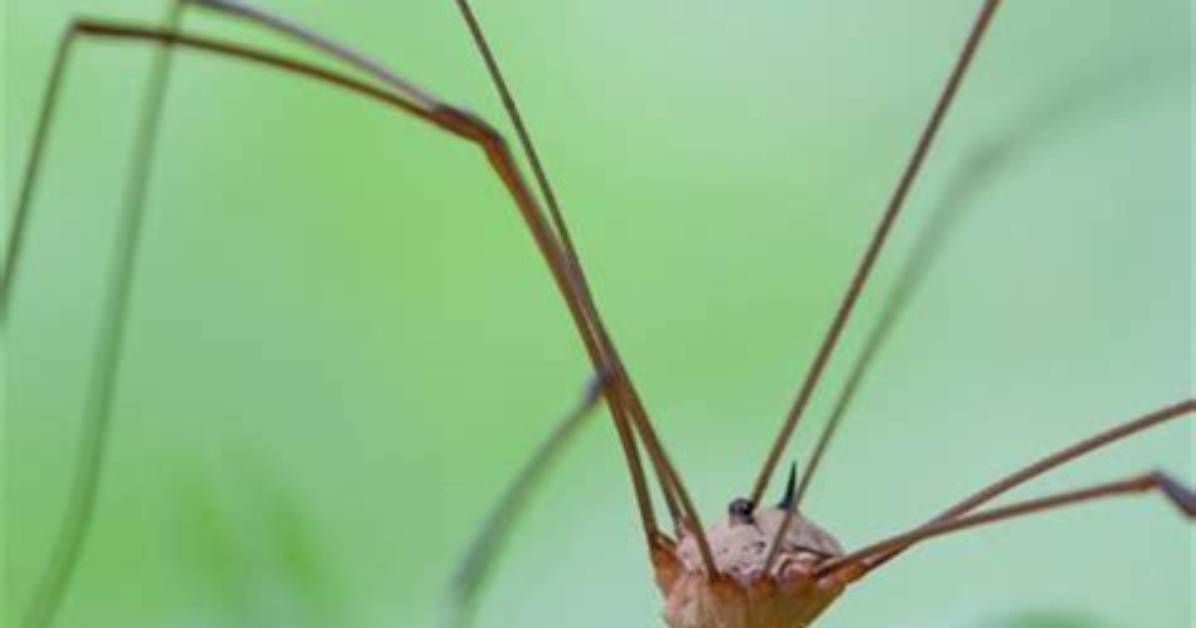 When Do Daddy Long Legs Come out?