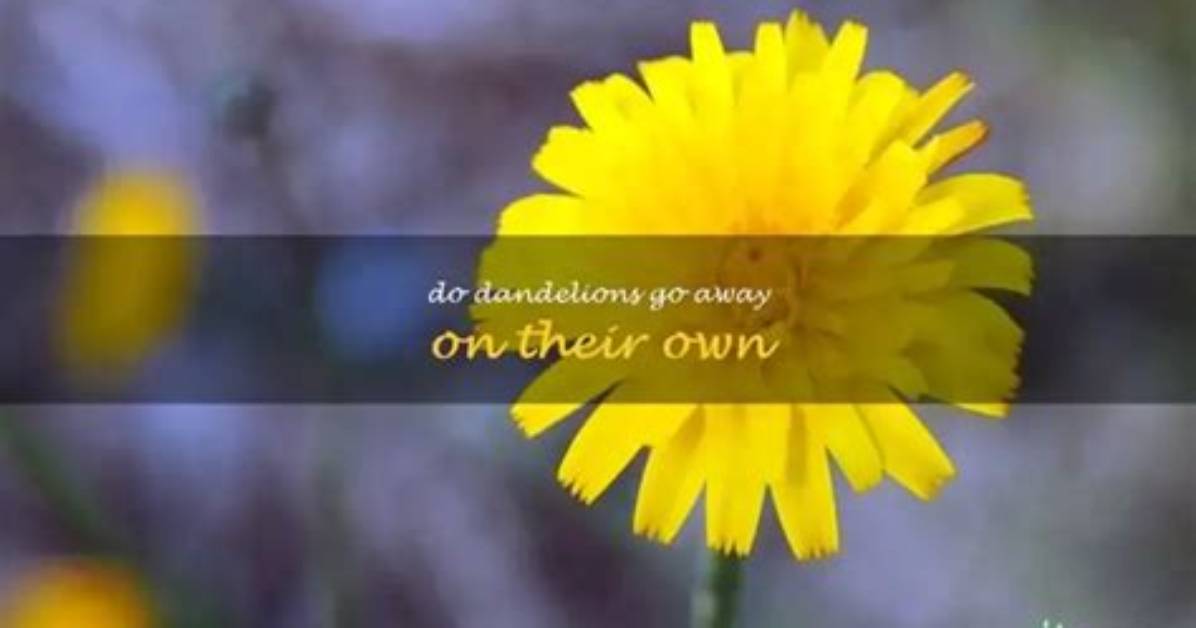 When Do Dandelions Go Away?