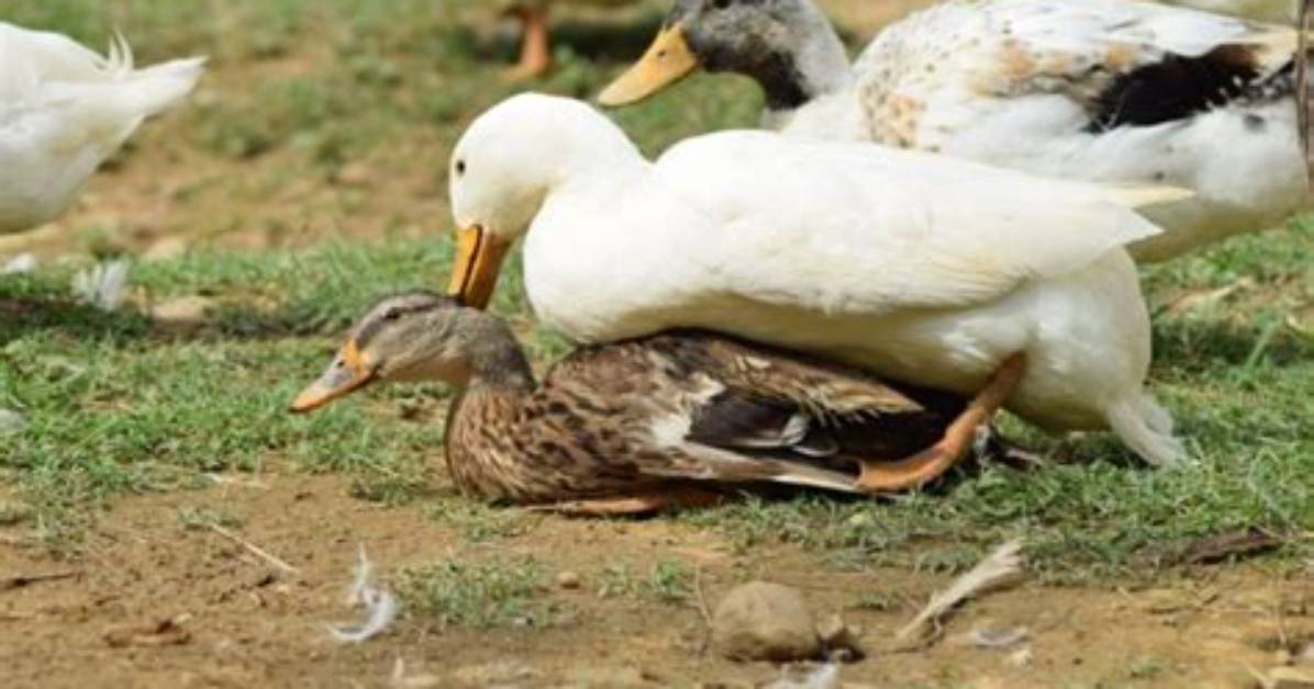 When Do Ducks Breed?