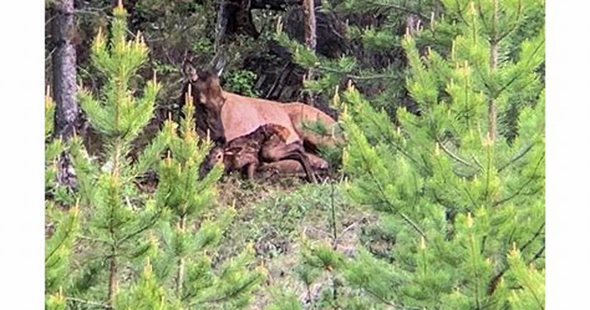 When Do Elk Calve?