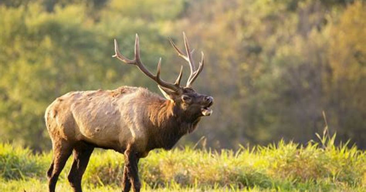 When Do Elk Shed - Lisbd-Net. Com