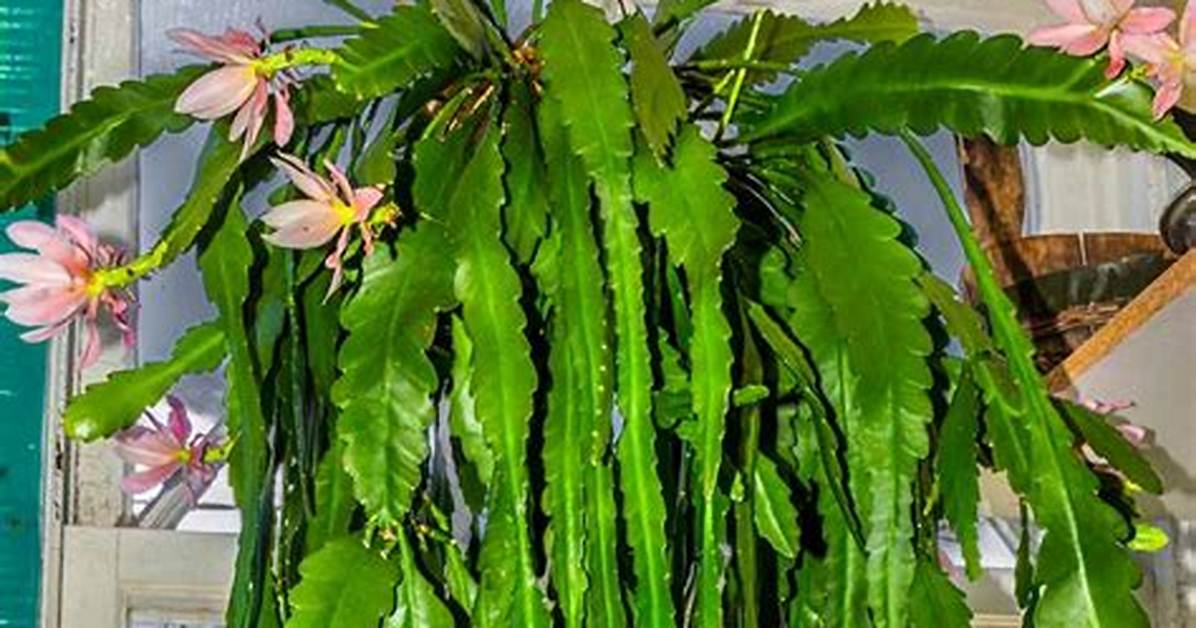 When Do Epiphyllum Flower?