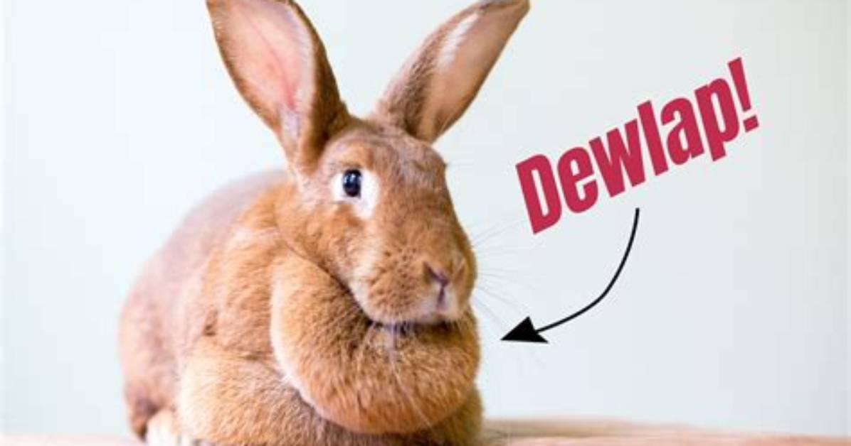 When Do Female Rabbits Get a Dewlap?
