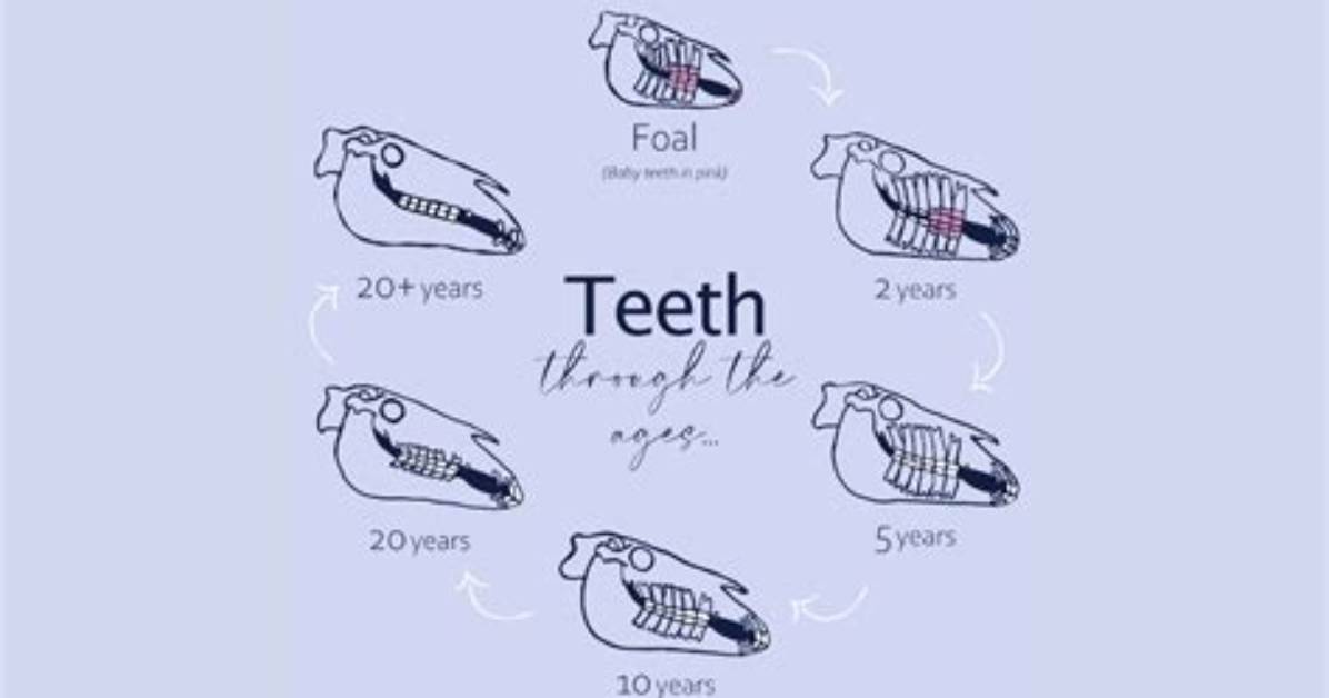 When Do Foals Get Teeth?