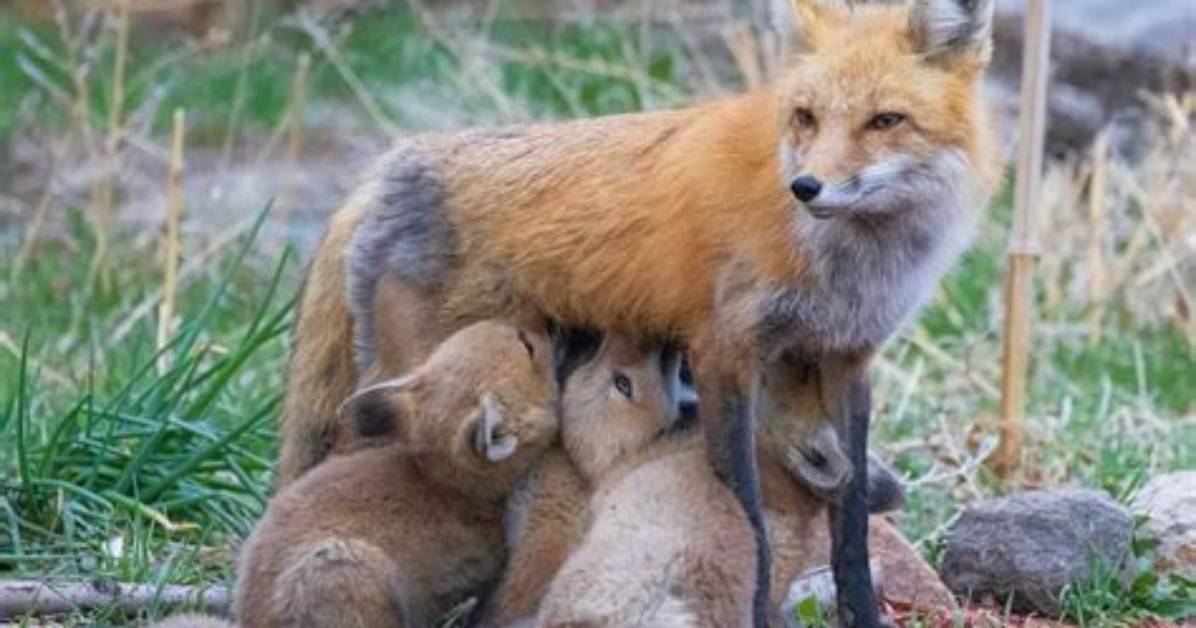 When Do Foxes Have Babies?