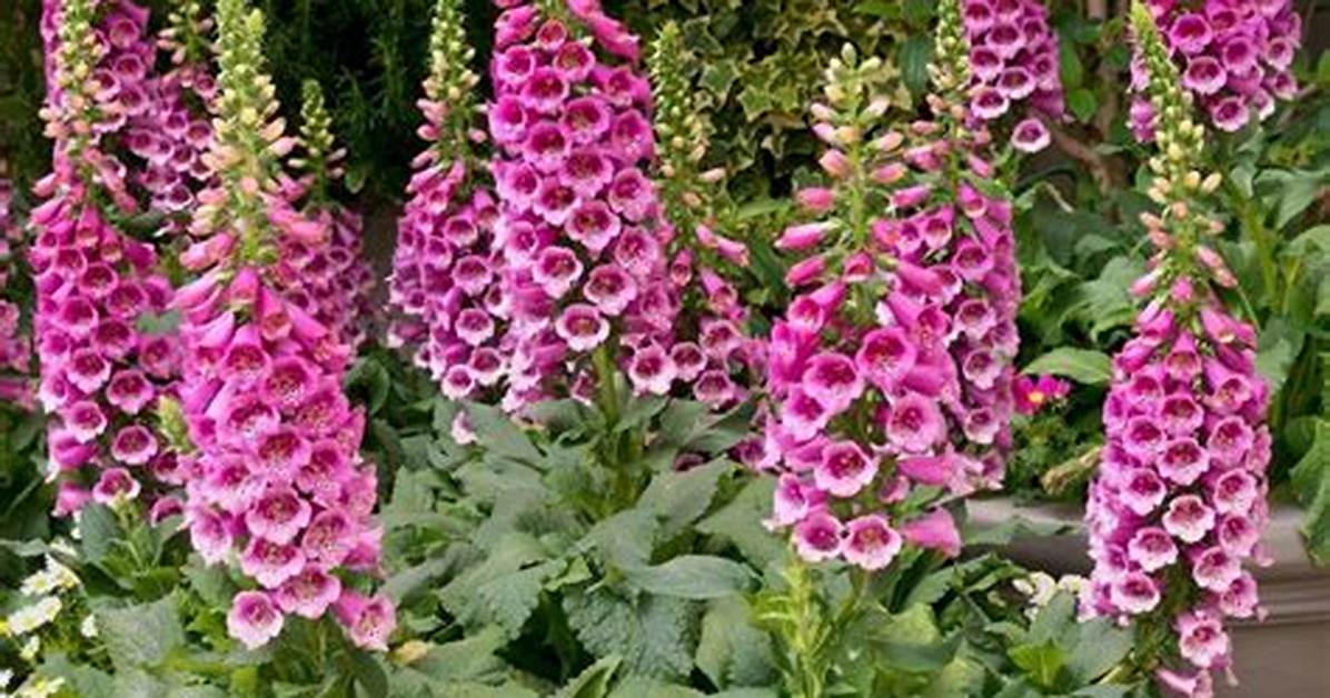 When Do Foxgloves Flower Uk?