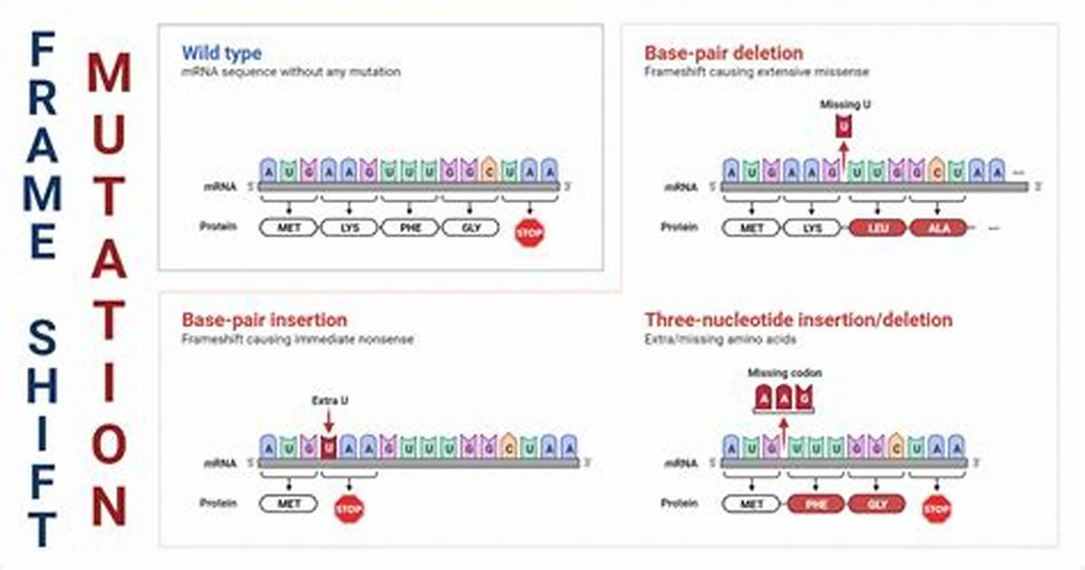 When Do Frameshift Mutations Occur?