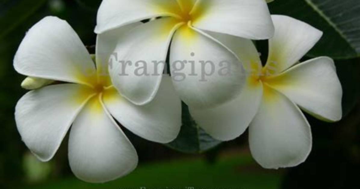 When Do Frangipanis Flower?