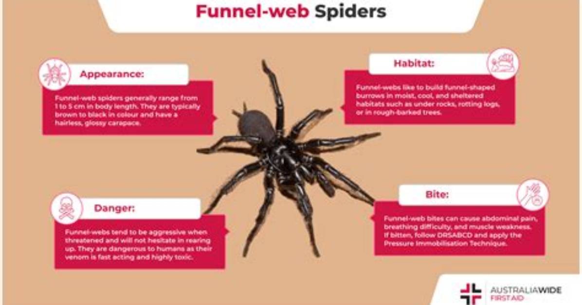 When Do Funnel Webs Come out?