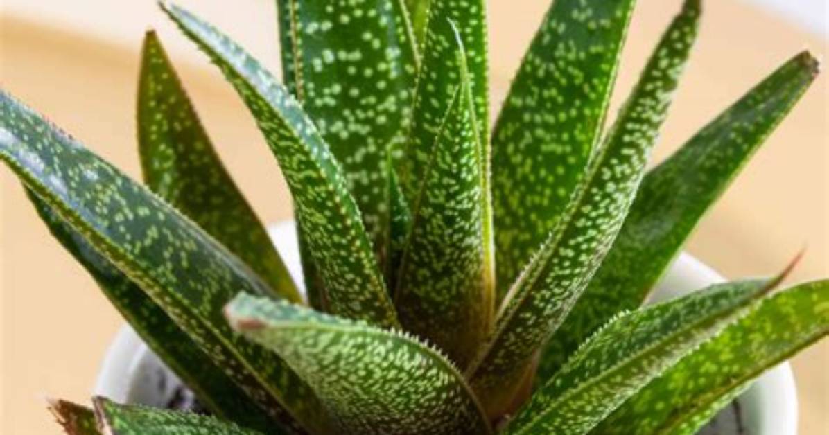 When Do Gasteria Bloom?