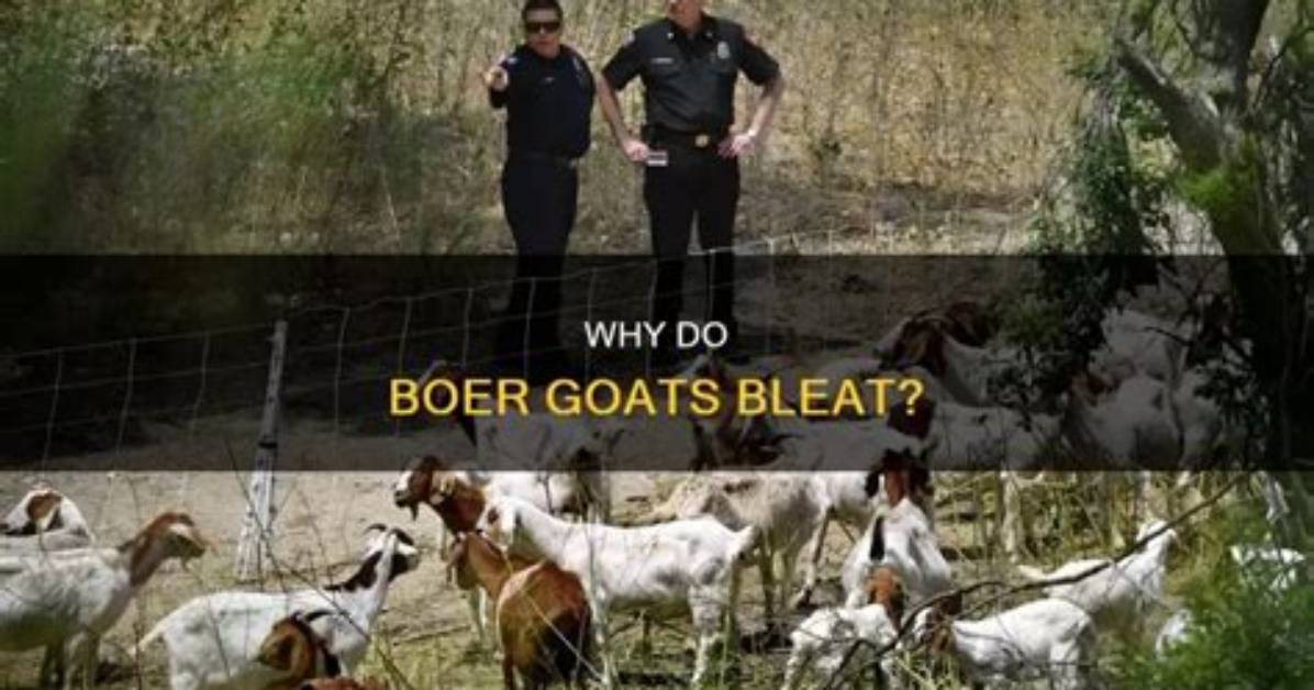 When Do Goats Bleat?