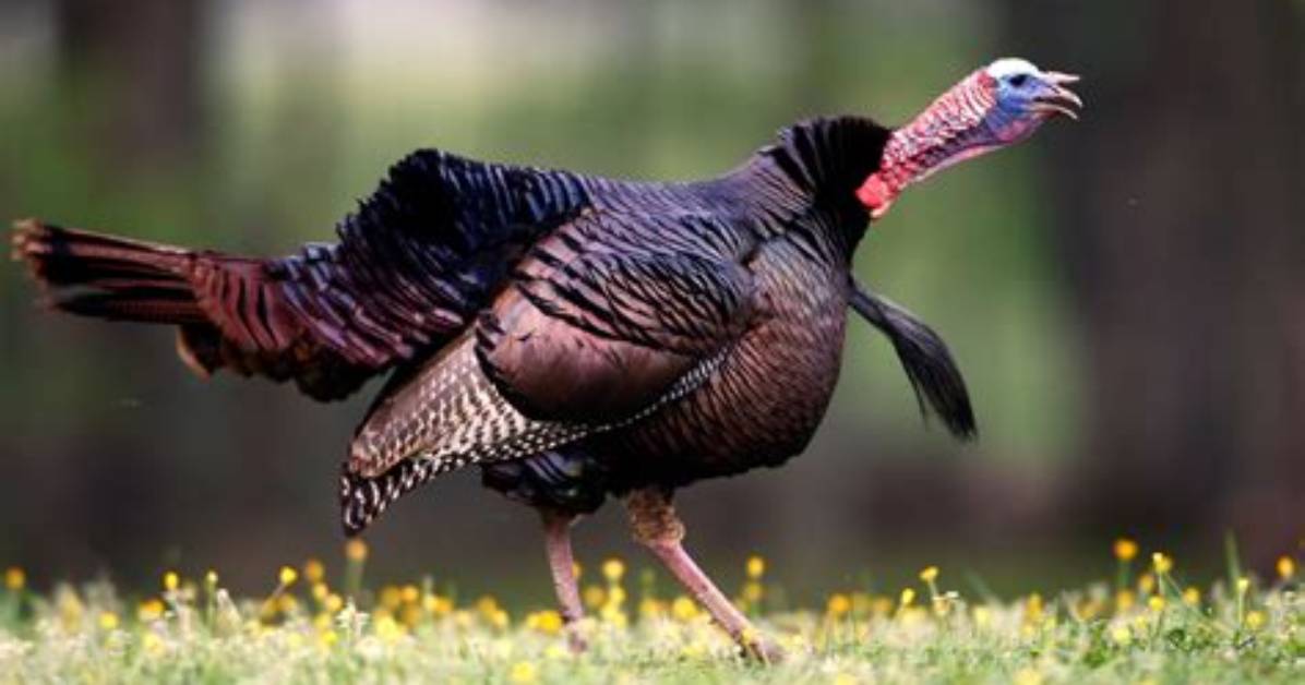 When Do Gobblers Start Gobbling?