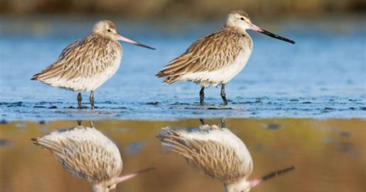 When Do Godwits Return to Nz?