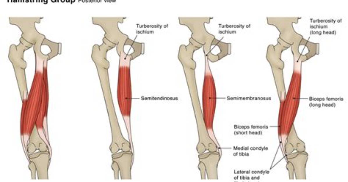 When Do Hamstrings Contract?