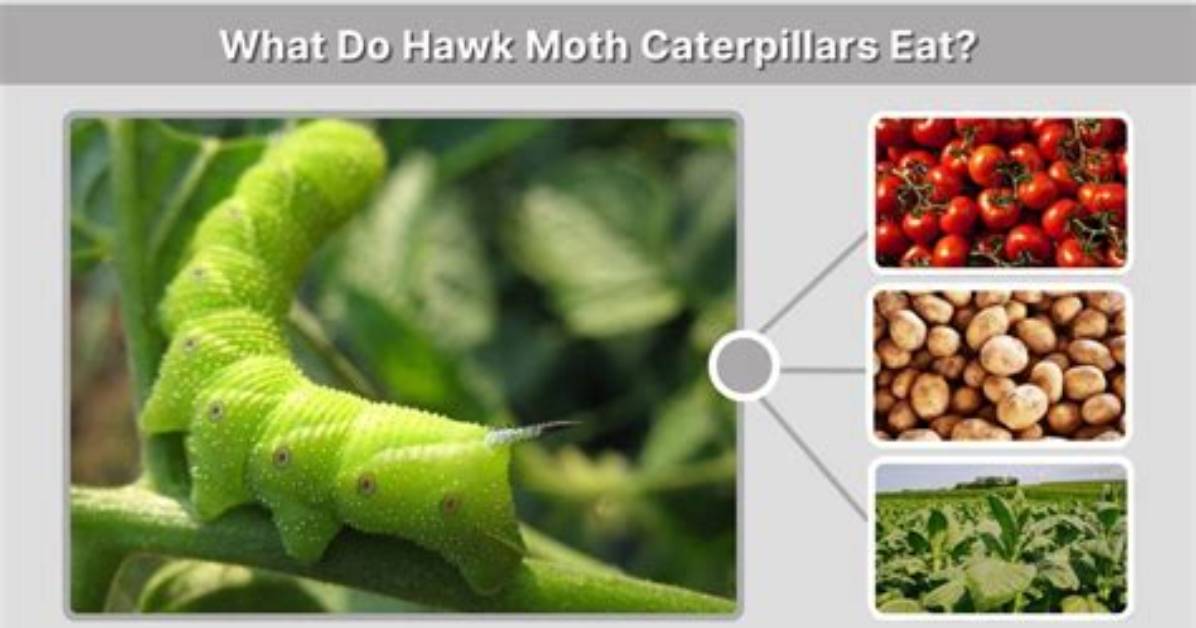 When Do Hawk Moth Caterpillars Eat?