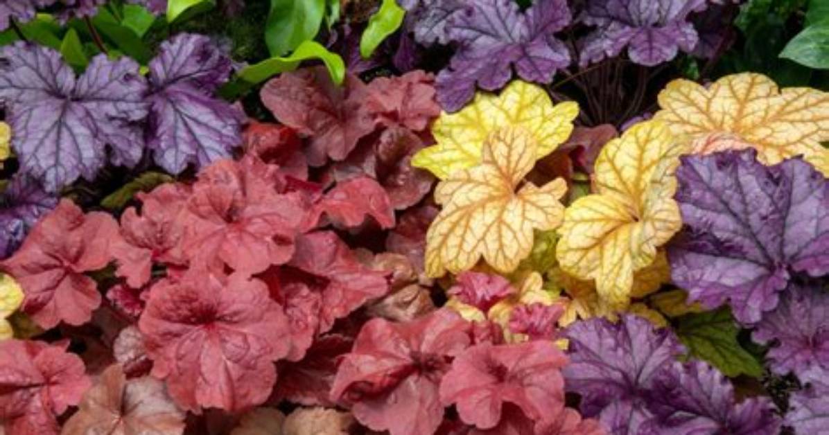 When Do Heuchera Bloom?