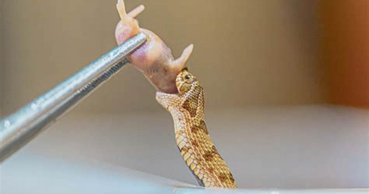When Do Hognose Eat?