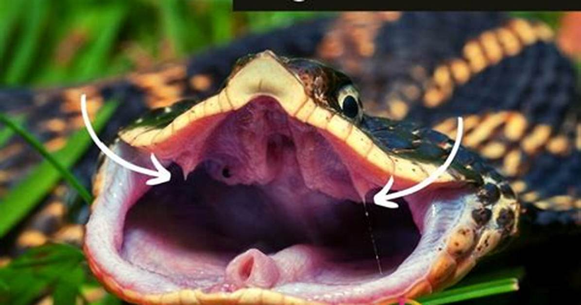 When Do Hognoses Stop Growing?