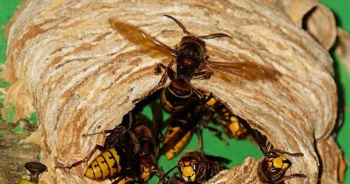 When Do Hornets Leave Their Nest?