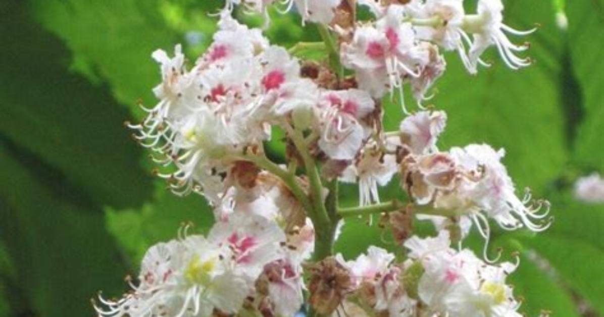 When Do Horse Chestnut Trees Flower?