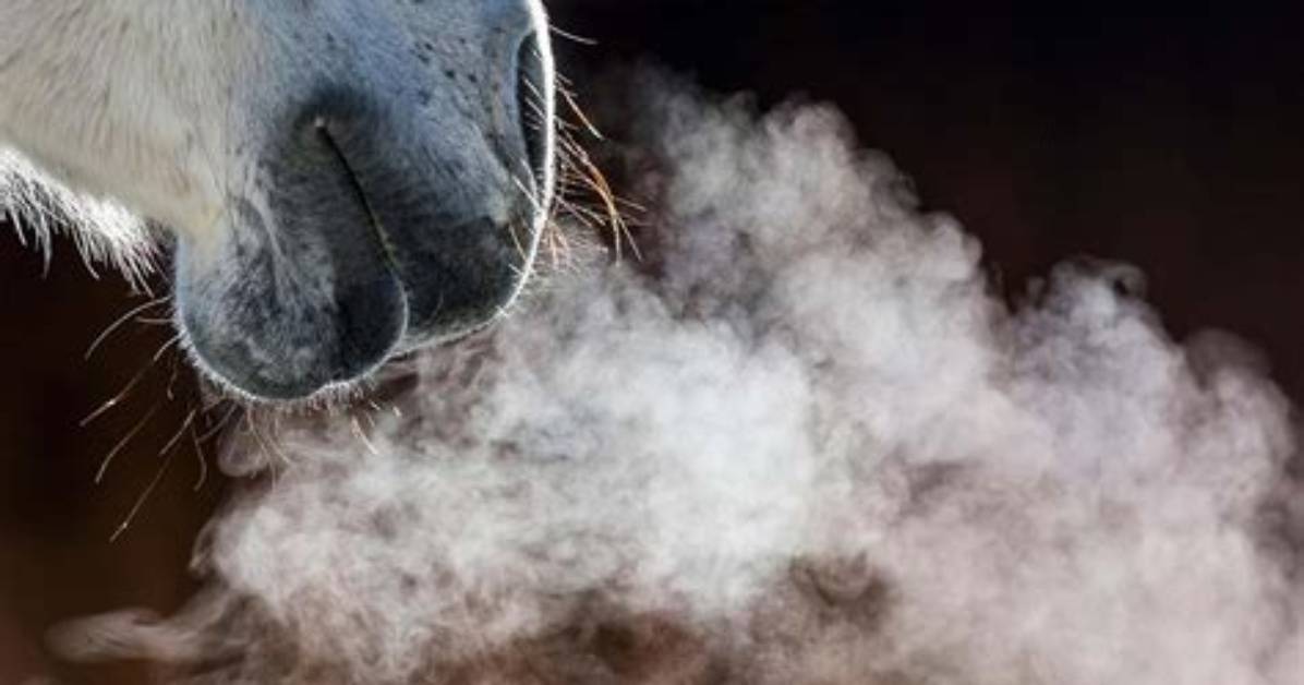 When Do Horses Snort?