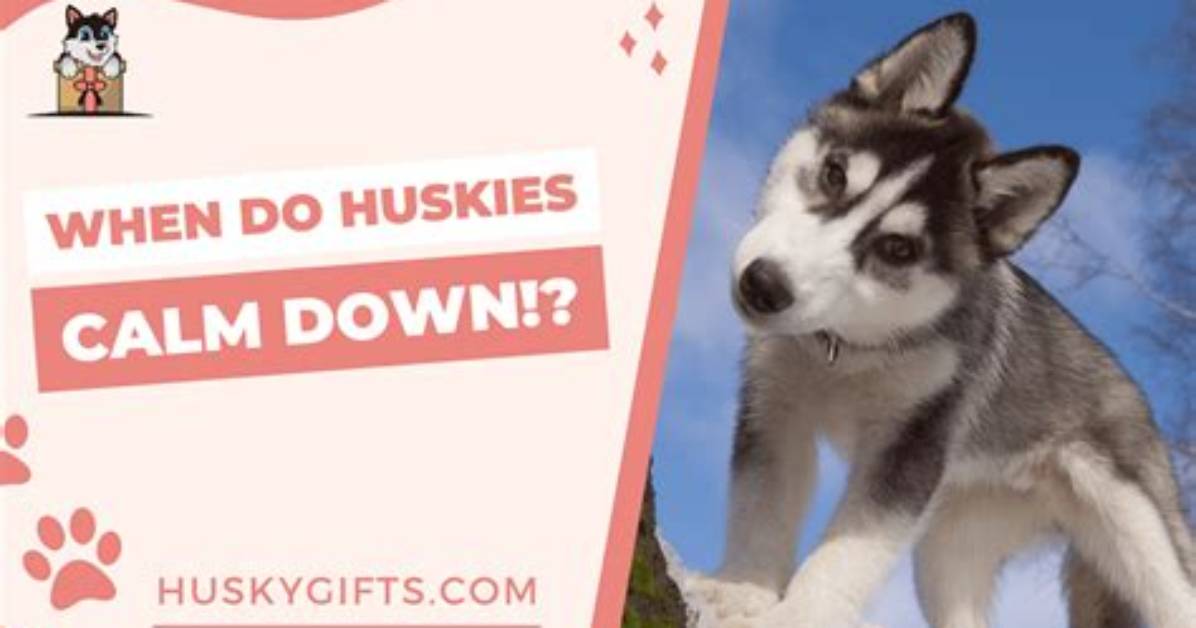 When Do Huskies Calm Down?