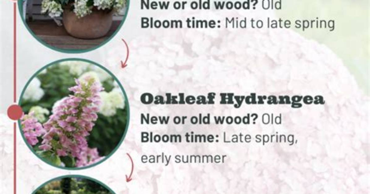When Do Hydrangeas Bloom?
