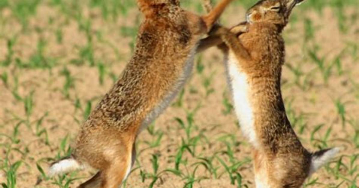 When Do Jackrabbits Have Babies?