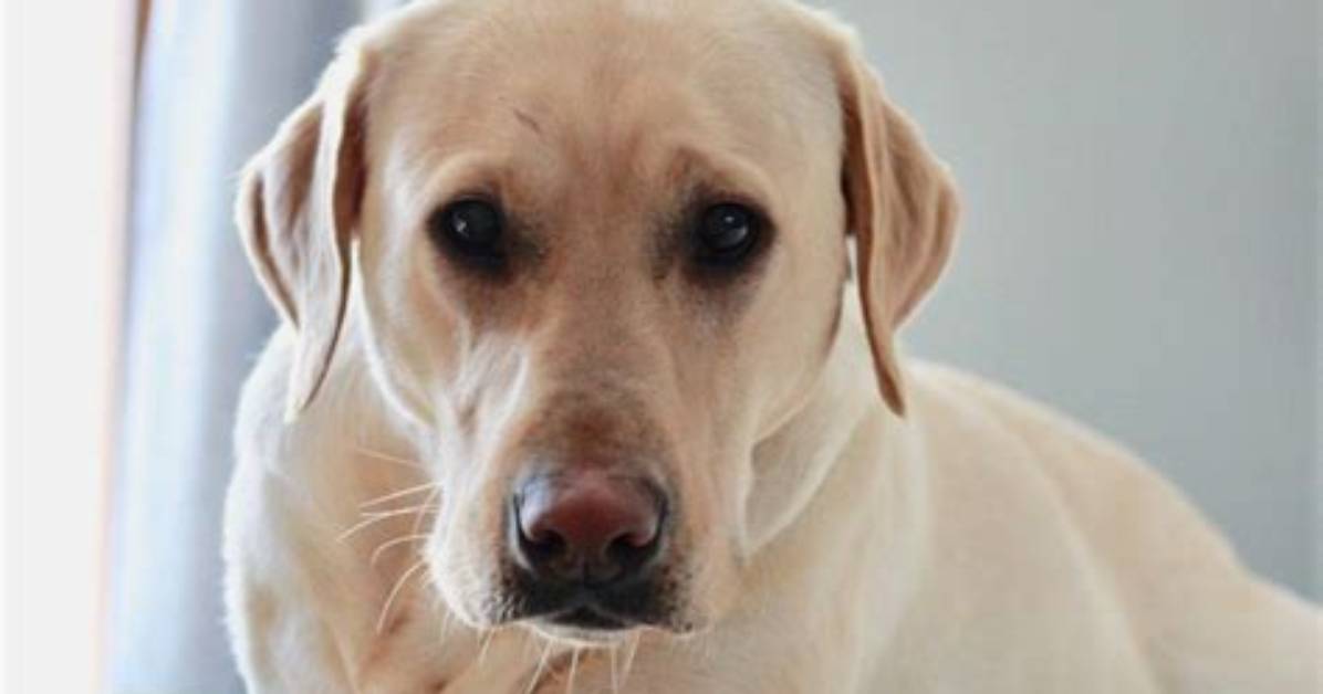 When Do Labs Stop Growing?