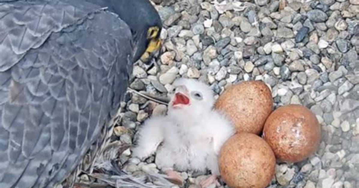 When Do Lanner Falcon Lay Eggs?