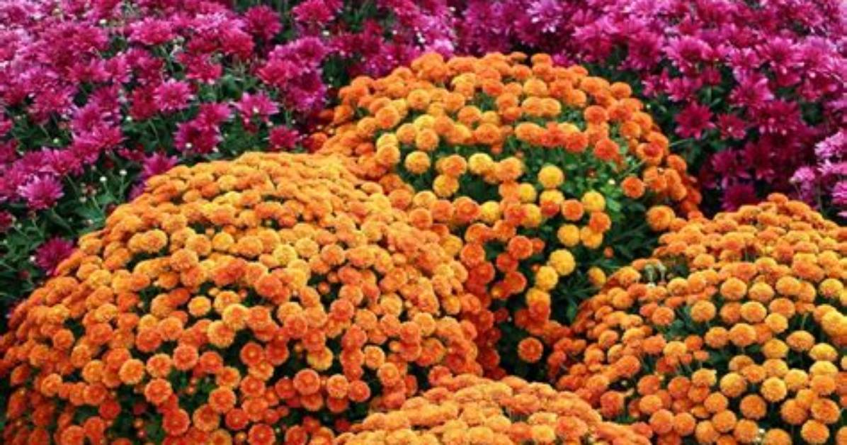 When Do Late Blooming Mums Bloom?