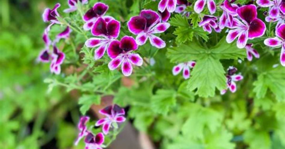 When Do Lemon Scented Geraniums Flower?