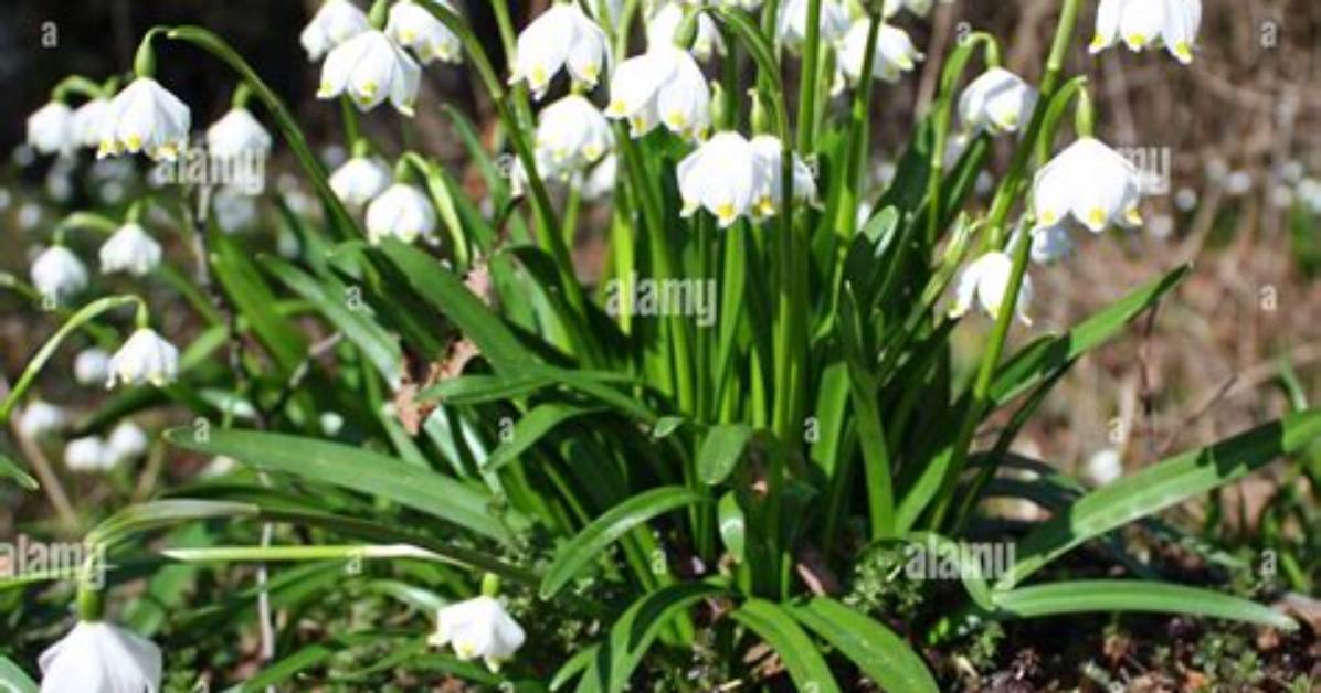 When Do Leucojum Flower?