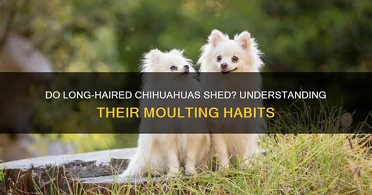 When Do Long Haired Chihuahuas Stop Growing?