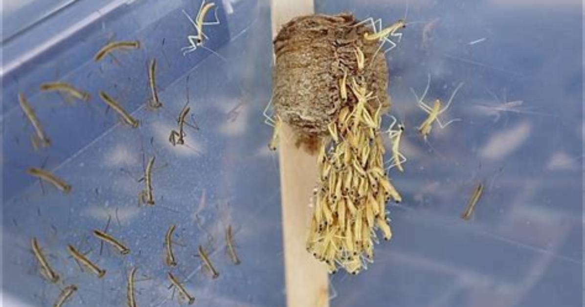 When Do Mantis Hatch?